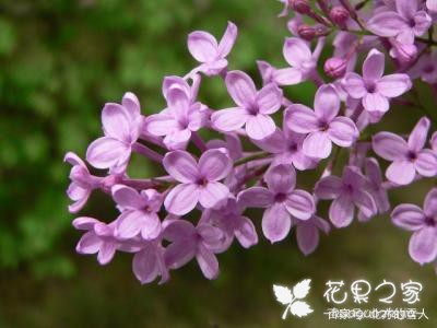 丁香花的花语是什么，纯洁的初恋丁香花的花语是什么，纯洁的初恋