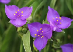 紫露草的花语和象征代表意义是什么？