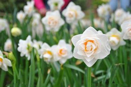 水仙花花语和象征，送水仙花代表什么含义