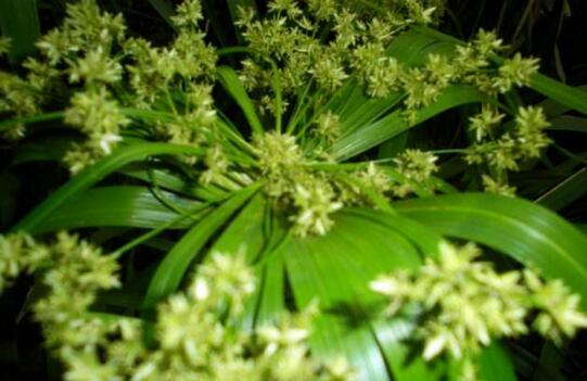 散尾葵的花语是什么，散尾葵开花的寓意/开花后如何养护
