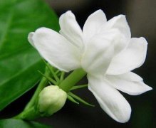 茉莉花的花语是什么？