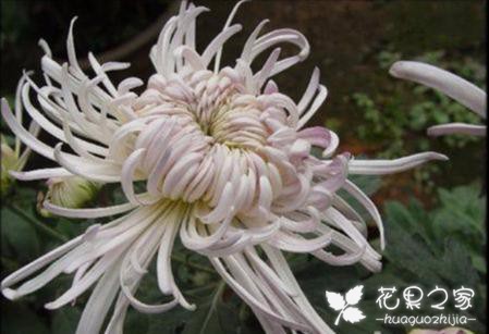 此款菊花的花语是“永远的爱”，花瓣可保质一年，最适合用于插花