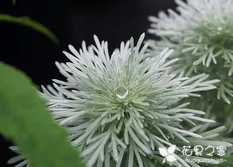 此款菊花的花语是“永远的爱”，花瓣可保质一年，最适合用于插花