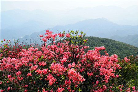 映山红的花语是什么，有什么寓意？