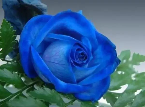 蓝色妖姬的花语是什么,遇见你是奇迹_花语大全