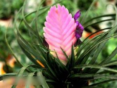 紫凤梨的花语和象征代表意义是什么？