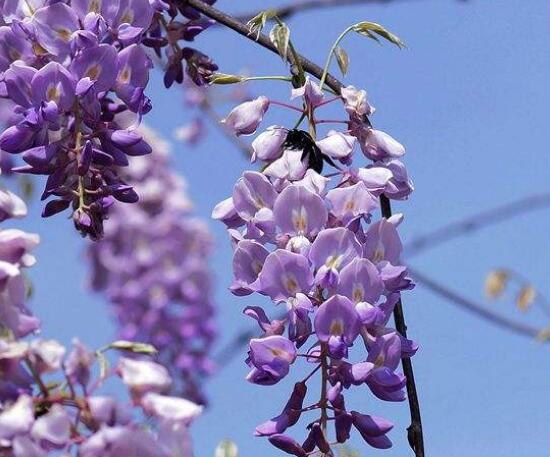 紫藤花花语是什么，紫藤花的花语和寓意(深深的思念/缠绵的爱/寓意爱情)