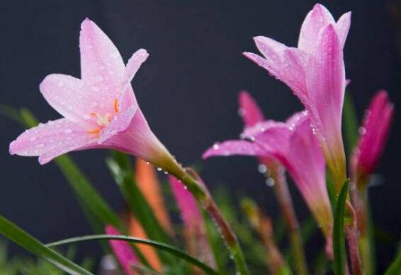 韭兰为什么又叫风雨花，详解韭兰花语是什么/韭兰花的寓意/韭兰花代表什么