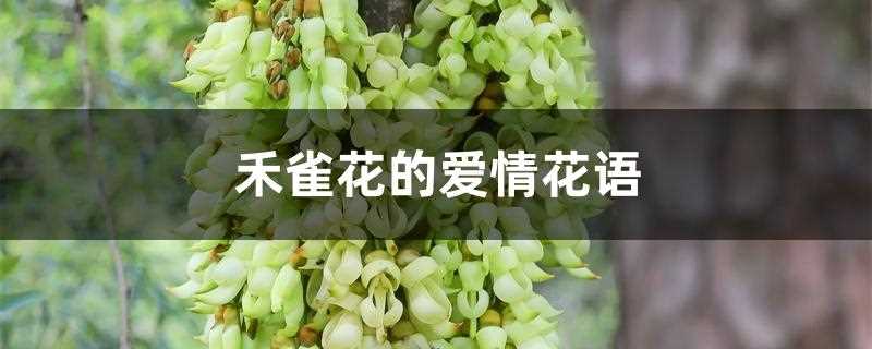 禾雀花的爱情花语