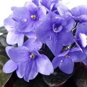 紫罗兰的花语含义是什么