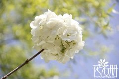 什么花的花语是希望，绣球/吊兰/绿曼陀罗/雪滴/凤尾兰