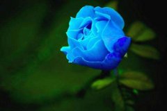 蓝色妖姬花语 代表清纯和善良的爱