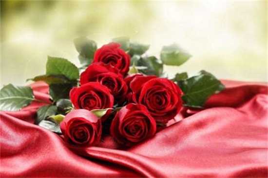 红色玫瑰花语11朵，代表着最爱只在乎你一人：红色玫瑰花语11朵代表着最爱你一人 红色玫瑰不同数量不同花语