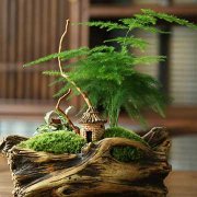 文竹的花语是代表了什么？