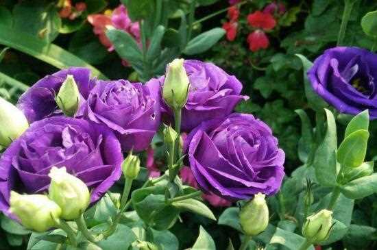 紫色玫瑰花语是什么：真情浪漫 独特珍贵