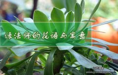 绿法师花语与寓意