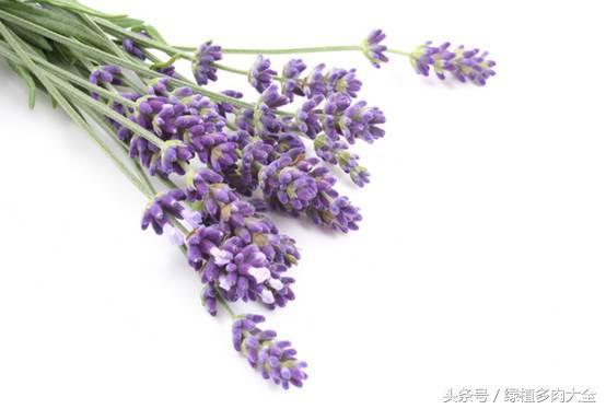 花语：那些花意味着信任，答案在这里