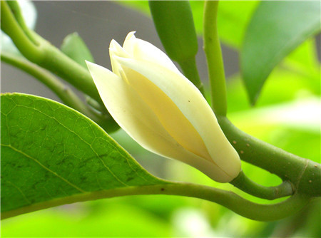 白兰花的花语是什么  赠送白兰花代表什么意思有何作用