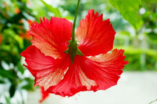 扶桑花花语是什么有什么含义 家里养扶桑花的寓意是什么代表什么