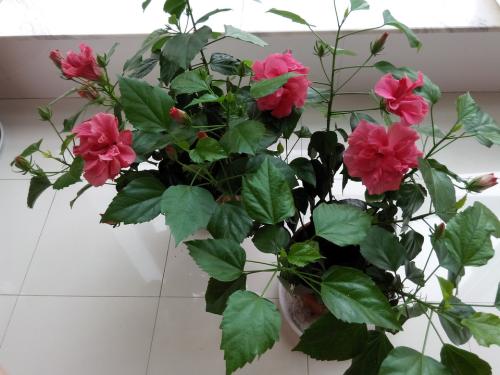 扶桑花花语是什么有什么含义 家里养扶桑花的寓意是什么代表什么