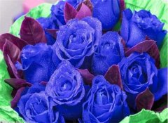 蓝色妖姬19朵代表什么，浪漫永恒的蓝色爱恋：19朵蓝色妖姬代表的意思 蓝色妖
