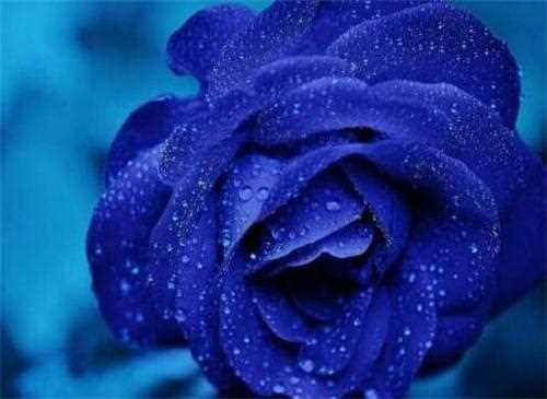 蓝色妖姬19朵代表什么，浪漫永恒的蓝色爱恋：19朵蓝色妖姬代表的意思 蓝色妖姬的花语
