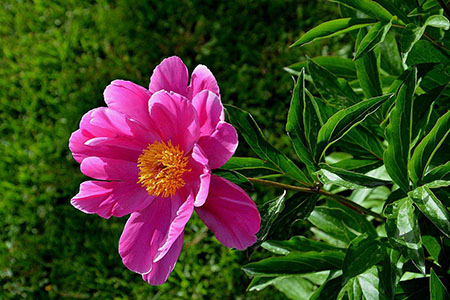 芍药花花语，有什么象征意义和传说