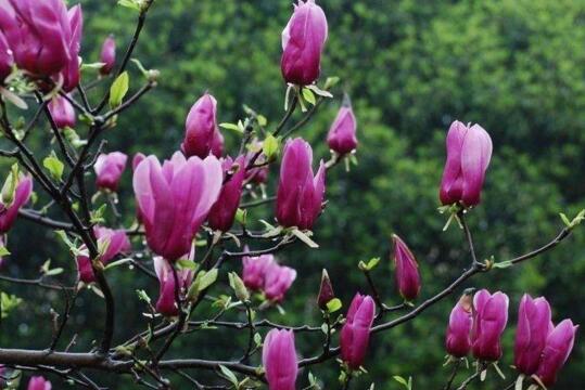 紫玉兰花语是什么，紫玉兰花期多久/附多开花技巧