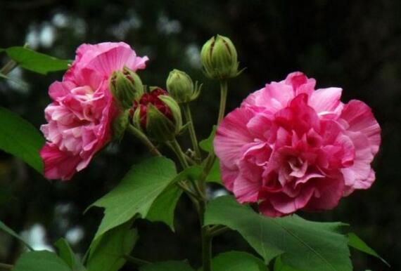 芙蓉花什么时候开，芙蓉花的花语是什么/纯洁