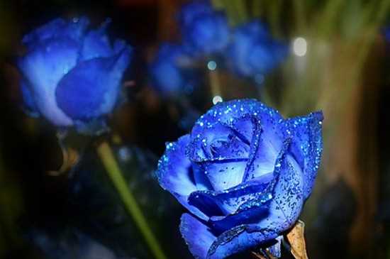 蓝色妖姬11朵代表什么意思，一心一意只在乎最爱的你：11朵蓝色妖姬所代表的意思 蓝色妖姬的花语