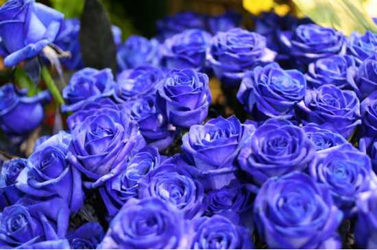蓝色妖姬11朵代表什么意思，一心一意只在乎最爱的你：11朵蓝色妖姬所代表的意思 蓝色妖姬的花语