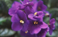 关于非洲紫罗兰的花语和故事传说