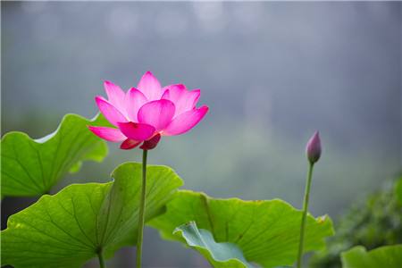 荷花的花语和象征意义，风水代表什么