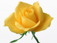 黄玫瑰的花语是什么？