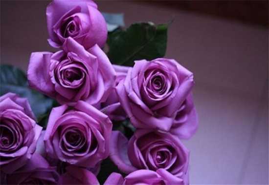 根据女朋友的气质性格或喜爱偏好选择花 玫瑰花的花语