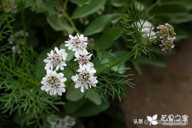 天天花语：低调含蓄有品味的芜荽花