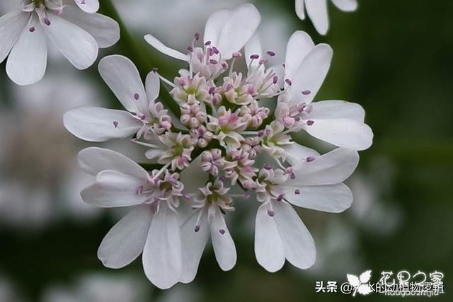 天天花语：低调含蓄有品味的芜荽花