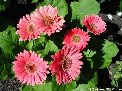太阳花的花语_花语大全
