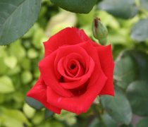 红玫瑰的花语图片
