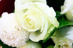 雪山玫瑰的花语是什么？