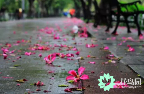 香港市花紫荆花的花语是什么？