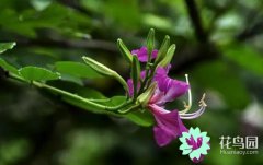 香港市花紫荆花的花语是什么？