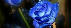 蓝色妖姬花语11朵：蓝色妖姬11朵花的花语 蓝色妖姬不同数量不同花语