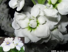 白色紫罗兰花的花语