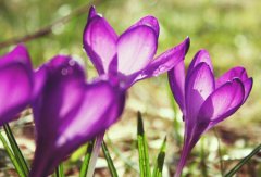 紫番红花的花语和象征代表意义是什么？