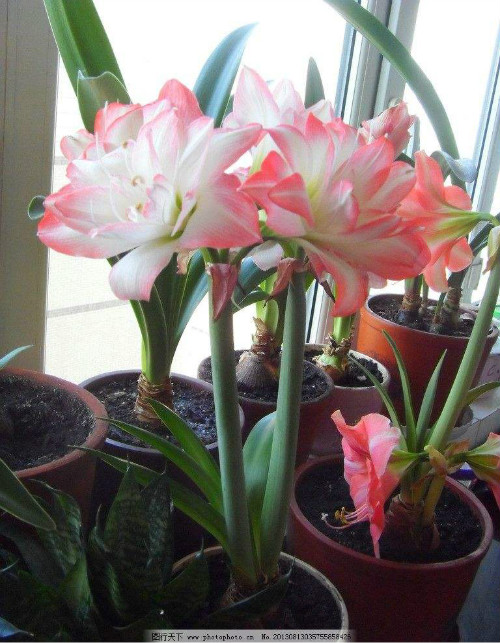 朱顶红花语是什么 朱顶红风水寓意及象征介绍看这里