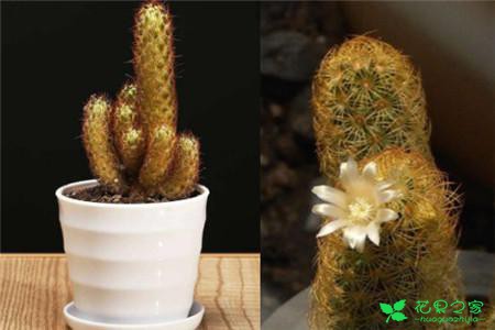 花语：柱状仙人掌类植物名称大全 百科小知识