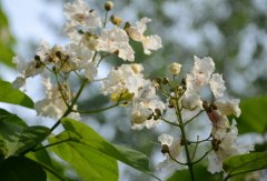 梓树花的花语和象征代表意义是什么？