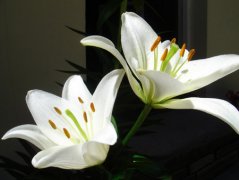 百合花的花语与寓意
