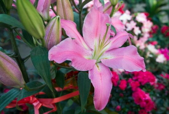 香水百合的花语是什么，不同颜色香水百合花语大全/白粉黄